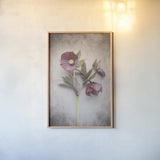 Vintage Hellebore Study V by Felicity Bradley. shown as a paper print in a natural frame. Available as a archival giclee rolled canvas, fine art paper, or poster print. SKU 36952h.