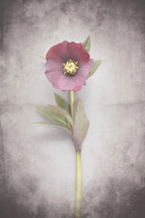 Vintage Hellebore Study VI by Felicity Bradley. SKU 36953h. Archival Giclee Fine art print for wall decor.