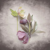 Vintage Hellebore Study VII by Felicity Bradley. SKU 36954a. Archival Giclee Fine art print for wall decor.