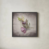 Vintage Hellebore Study VII by Felicity Bradley. Shown in a sleek black glass frame for a contemporary gallery look. Available as an archival giclee rolled canvas, fine art paper, or poster print. SKU 36954a.