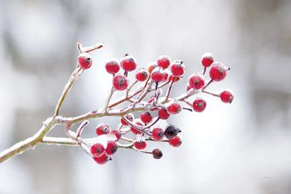 Winter Berries I by Felicity Bradley. SKU 60542i. Archival Giclee Fine art print for wall decor.