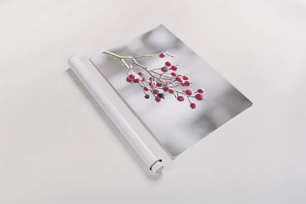 Winter Berries I by Felicity Bradley. shown as a rolled paper print. Available as archival giclee rolled canvas, fine art paper, or poster print. SKU 60542i.