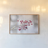 Winter Berries I by Felicity Bradley. shown as a paper print in a natural frame. Available as a archival giclee rolled canvas, fine art paper, or poster print. SKU 60542i.