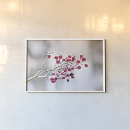 Winter Berries I by Felicity Bradley. shown as a paper print in a white frame. Available as a archival giclee rolled canvas, fine art paper, or poster print. SKU 60542i.