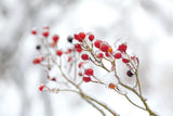 Winter Berries II by Felicity Bradley. SKU 60543i. Archival Giclee Fine art print for wall decor.