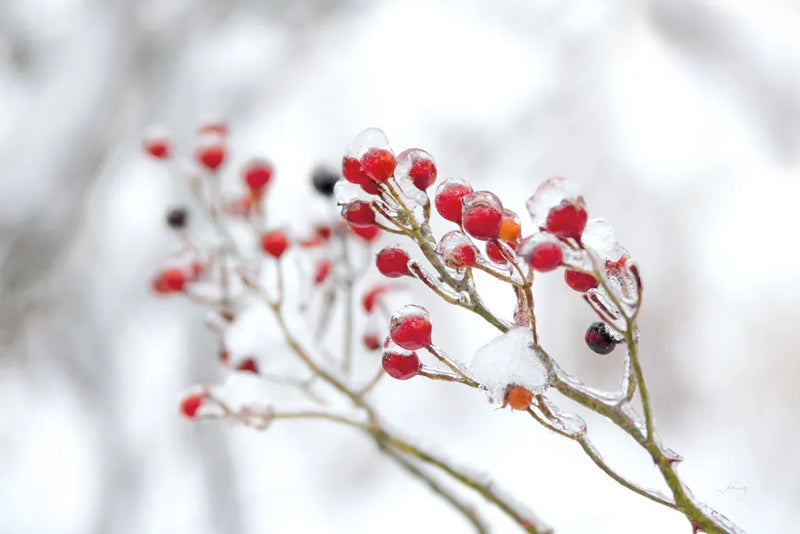 Winter Berries II by Felicity Bradley. SKU 60543i. Archival Giclee Fine art print for wall decor.