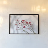 Winter Berries II by Felicity Bradley. shown as a paper print in a black flame. Available as a archival giclee rolled canvas, fine art paper, or poster print. SKU 60543i.