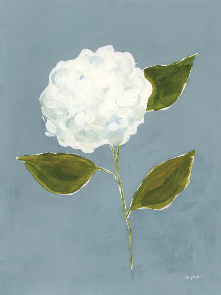 Dusty Blue Hydrangea II by Haley Knighten