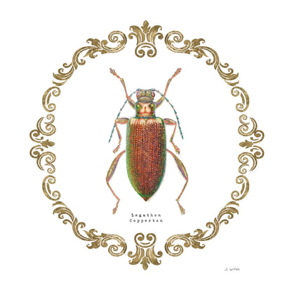 Adorning Coleoptera VI Sq by James Wiens. SKU 38562a. Archival Giclee Fine art print for wall decor.