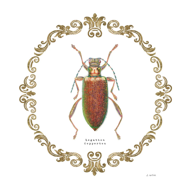 Adorning Coleoptera VI Sq by James Wiens. SKU 38562a. Archival Giclee Fine art print for wall decor.