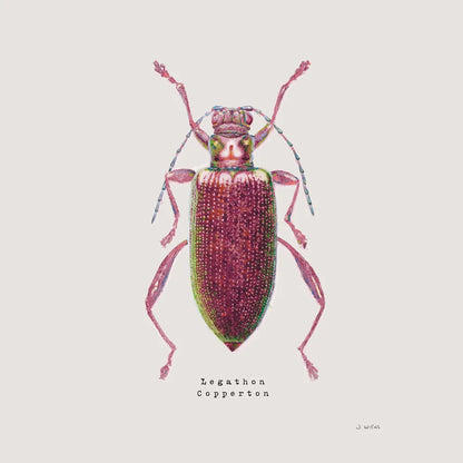 Adorning Coleoptera VI Sq Claret by James Wiens. SKU 42895a. Archival Giclee Fine art print for wall decor.