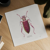 Adorning Coleoptera VI Sq Claret by James Wiens. Shown as a detailed flat fine art print, highlighting archival giclee quality. Available as an archival giclee rolled canvas, fine art paper, or poster print. SKU 42895a.