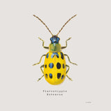 Adorning Coleoptera VII Sq Golden by James Wiens. SKU 42896a. Archival Giclee Fine art print for wall decor.