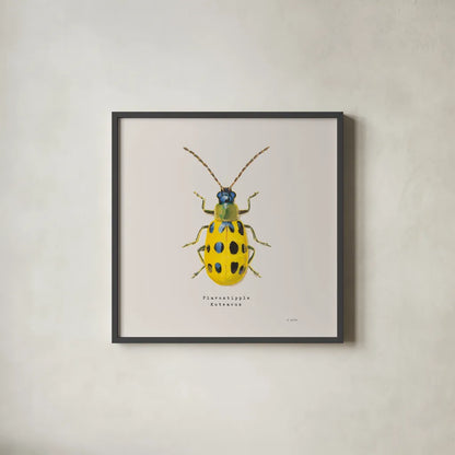 Adorning Coleoptera VII Sq Golden by James Wiens. Shown in a sleek black glass frame for a contemporary gallery look. Available as an archival giclee rolled canvas, fine art paper, or poster print. SKU 42896a.