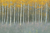 Forest Dusk by James Wiens. SKU 72629i. Archival Giclee Fine art print for wall decor.