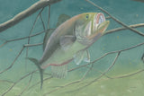 Fresh Catch II by James Wiens. SKU 81493i. Archival Giclee Fine art print for wall decor.
