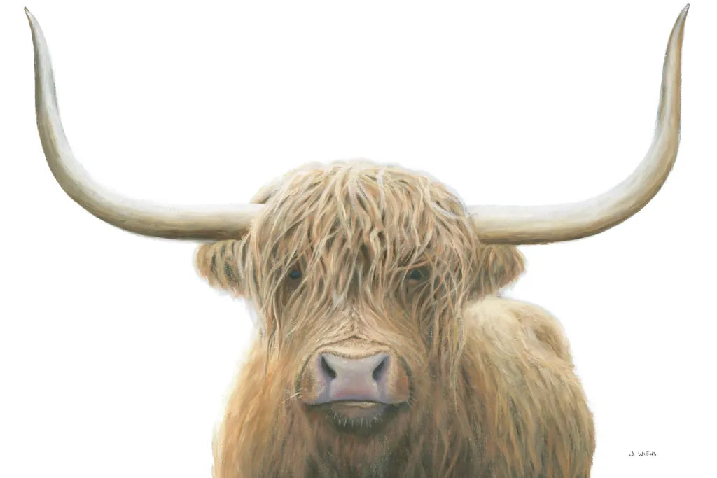 Highland Cow on White by James Wiens. SKU 50230i. Archival Giclee Fine art print for wall decor.