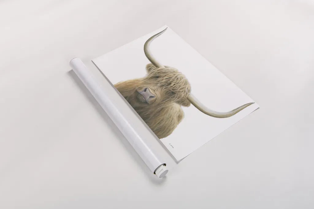 Highland Cow on White by James Wiens. shown as a rolled paper print. Available as archival giclee rolled canvas, fine art paper, or poster print. SKU 50230i.