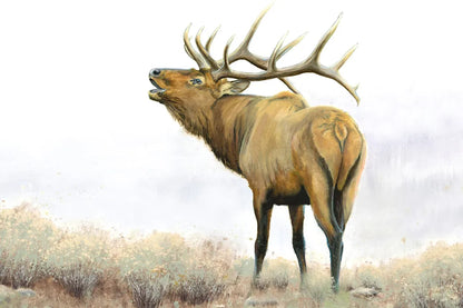 Majestic Elk Brown by James Wiens. SKU 30571i. Archival Giclee Fine art print for wall decor.