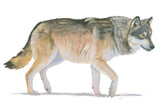 Northern Wild II by James Wiens. SKU 66106i. Archival Giclee Fine art print for wall decor.