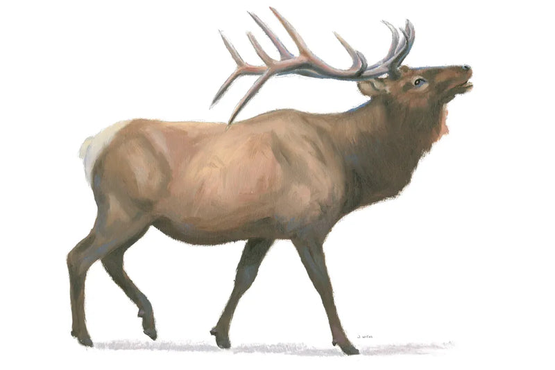 Northern Wild III by James Wiens. SKU 66107i. Archival Giclee Fine art print for wall decor.