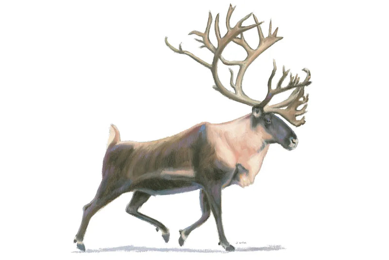 Northern Wild IV by James Wiens. SKU 66108i. Archival Giclee Fine art print for wall decor.