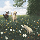 Playful by James Wiens. SKU 33398a. Archival Giclee Fine art print for wall decor.