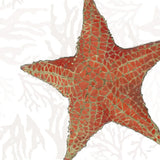 Shimmering Shells XIII by James Wiens. SKU 72598a. Archival Giclee Fine art print for wall decor.