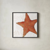 Shimmering Shells XIII by James Wiens. Shown in a sleek black glass frame for a contemporary gallery look. Available as an archival giclee rolled canvas, fine art paper, or poster print. SKU 72598a.