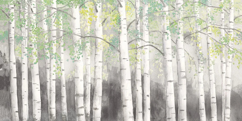 Soft Birches Charcoal by James Wiens