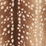 Sweet Fawn I by Janelle Penner. SKU 47403a. Archival Giclee Fine art print for wall decor.