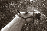 After a Shower by Jim Dratfield. SKU 25476i. Archival Giclee Fine art print for wall decor.