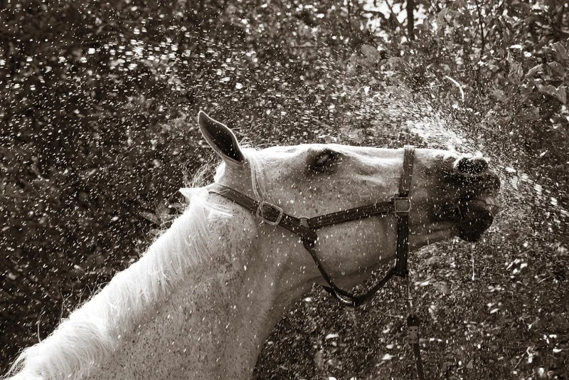 After a Shower by Jim Dratfield. SKU 25476i. Archival Giclee Fine art print for wall decor.