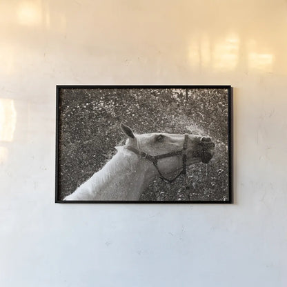 After a Shower by Jim Dratfield. shown as a paper print in a black flame. Available as a archival giclee rolled canvas, fine art paper, or poster print. SKU 25476i.