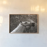 After a Shower by Jim Dratfield. shown as a paper print in a natural frame. Available as a archival giclee rolled canvas, fine art paper, or poster print. SKU 25476i.