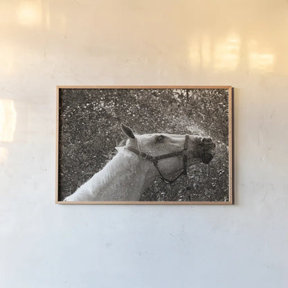 After a Shower by Jim Dratfield. shown as a paper print in a natural frame. Available as a archival giclee rolled canvas, fine art paper, or poster print. SKU 25476i.