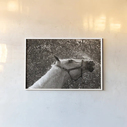 After a Shower by Jim Dratfield. shown as a paper print in a white frame. Available as a archival giclee rolled canvas, fine art paper, or poster print. SKU 25476i.