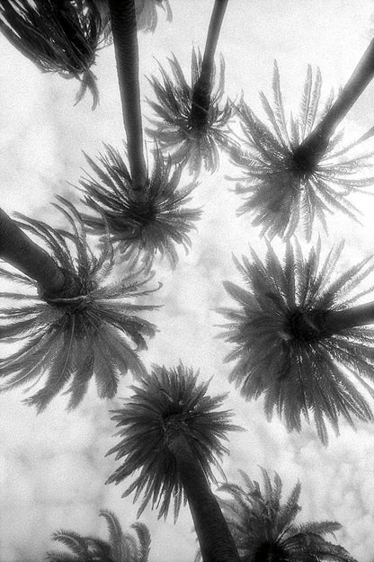 Amongst the Palms by Jim Dratfield. SKU 30220h. Archival Giclee Fine art print for wall decor.