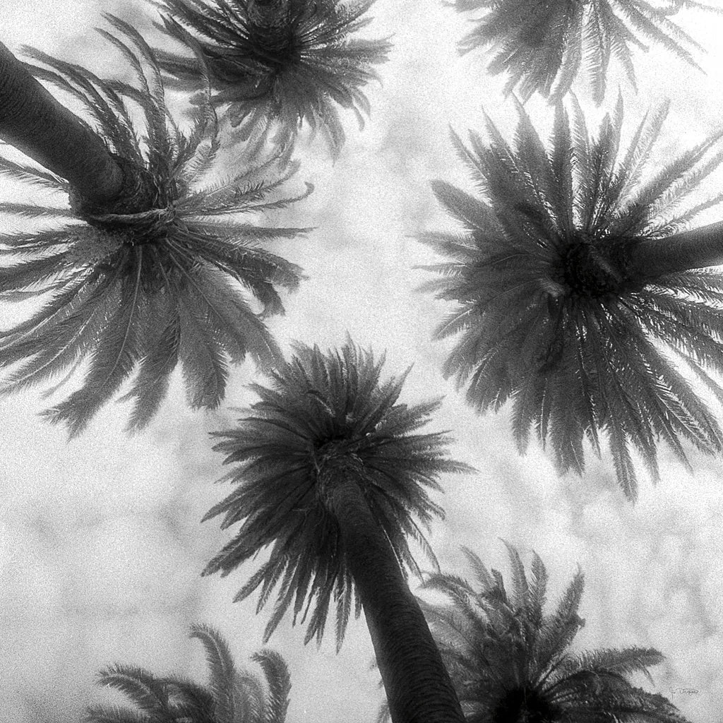 Amongst the Palms Square by Jim Dratfield. SKU 30220a. Archival Giclee Fine art print for wall decor.