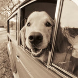 Are We There Yet by Jim Dratfield. SKU 9287a. Archival Giclee Fine art print for wall decor.