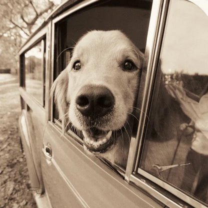Are We There Yet by Jim Dratfield. SKU 9287a. Archival Giclee Fine art print for wall decor.