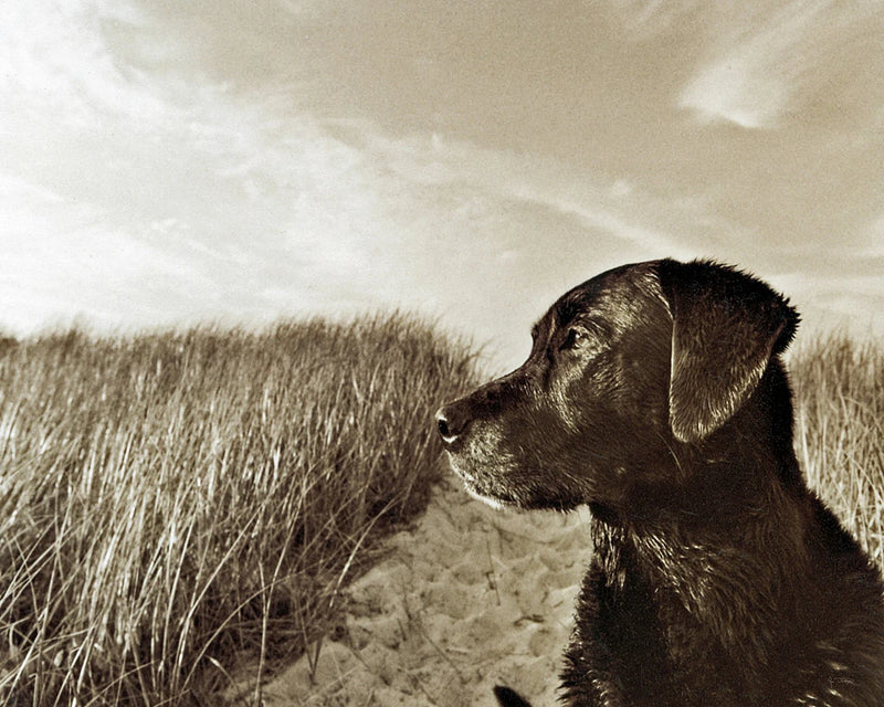 At the Beach by Jim Dratfield