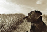 At the Beach by Jim Dratfield. SKU 25490i. Archival Giclee Fine art print for wall decor.