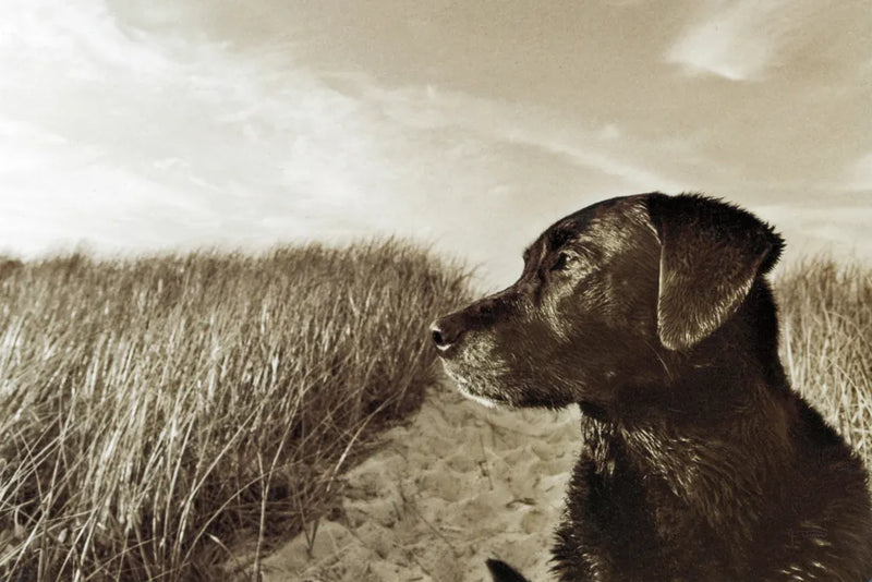 At the Beach by Jim Dratfield. SKU 25490i. Archival Giclee Fine art print for wall decor.