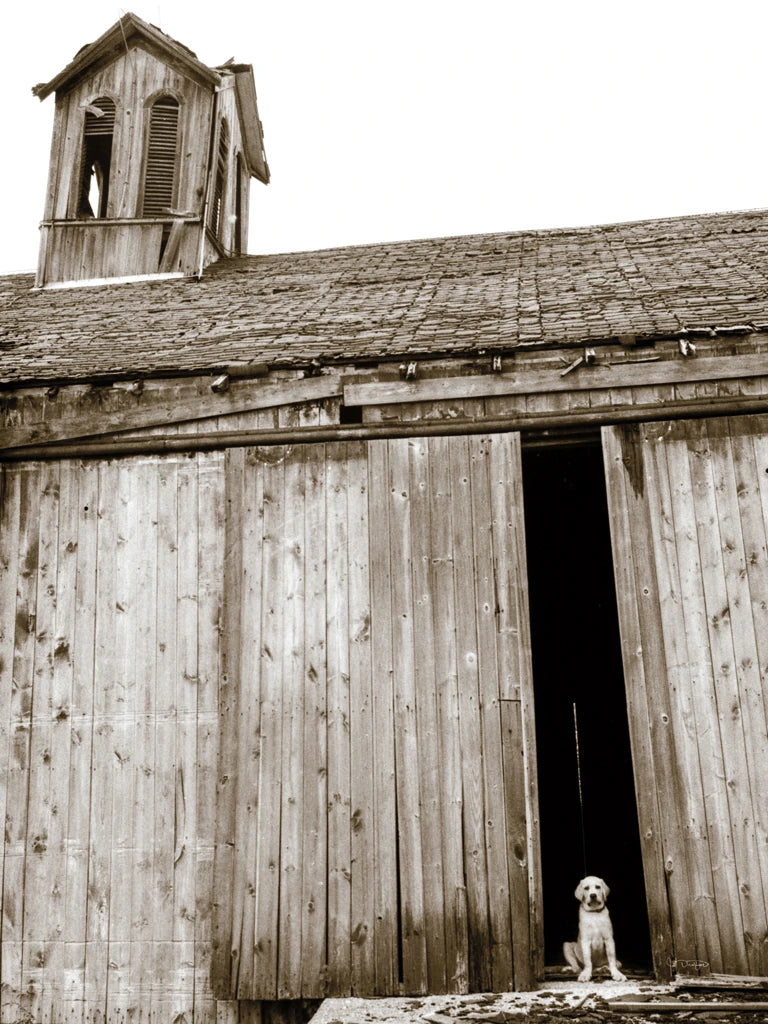 Barnyard Dog by Jim Dratfield