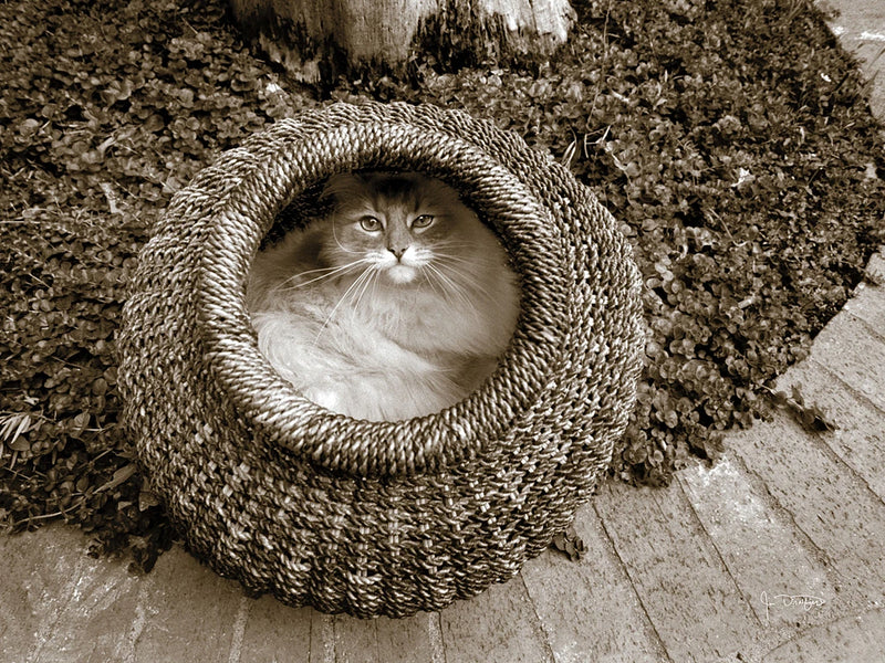 Cat in a Basket by Jim Dratfield