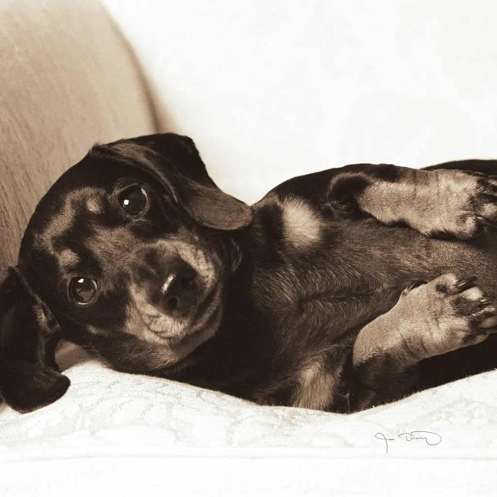 Dachshund Diva Crop by Jim Dratfield. SKU 2638a. Archival Giclee Fine art print for wall decor.