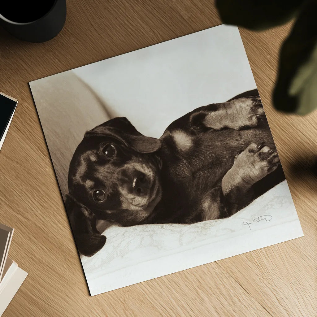 Dachshund Diva Crop by Jim Dratfield. Shown as a detailed flat fine art print, highlighting archival giclee quality. Available as an archival giclee rolled canvas, fine art paper, or poster print. SKU 2638a.