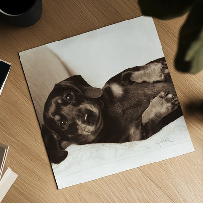 Dachshund Diva Crop by Jim Dratfield. Shown as a detailed flat fine art print, highlighting archival giclee quality. Available as an archival giclee rolled canvas, fine art paper, or poster print. SKU 2638a.