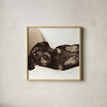 Dachshund Diva Crop by Jim Dratfield. Shown in a natural wood glass frame for a timeless modern aesthetic. Available as an archival giclee rolled canvas, fine art paper, or poster print. SKU 2638a.